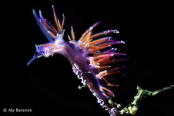 Spawning nudibranch by Alp Baranok 